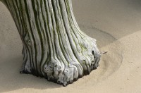 http://www.thierrytalbot.com/files/gimgs/th-13_Elephants 1 .jpg